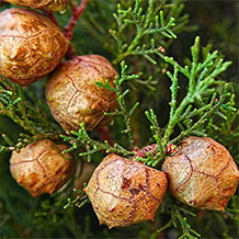Estratto di Robinia